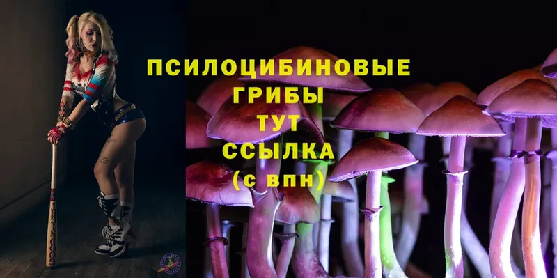 цена   Валуйки  Галлюциногенные грибы Psilocybe 